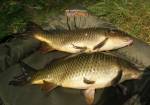 Zemn�k 2011 Euro 18mm sweet corn 8.2011