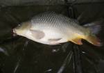 Tandem Baits - boilies Impact sladka slivka18mm  august 2011