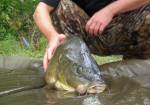 Kapor uloven� na boilies  jul/2011