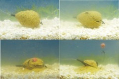 Krm�tko Methode feeder - Tandem Baits