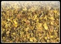 Oilcake Mix 1 kg